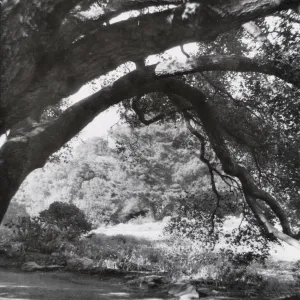 view under arching oak branch, Meadow Oaks, SBBG