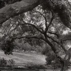 Meadow Oaks, SBBG