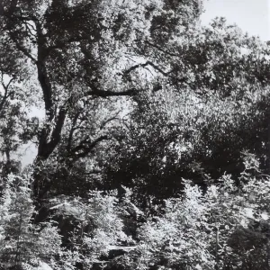 The Mound, Meadow Oaks, SBBG