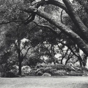 The Mound, under the Meadow Oaks, SBBG