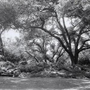 The Mound, under the Meadow Oaks, SBBG