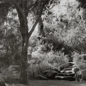 The Mound, under the Meadow Oaks, SBBG