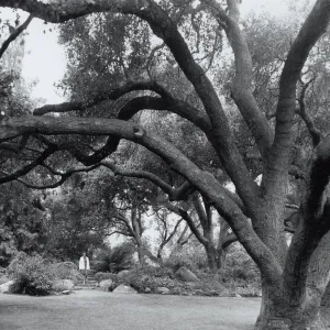 The Mound, under the Meadow Oaks, SBBG