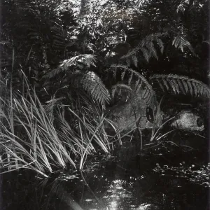 Pond, SBBG
