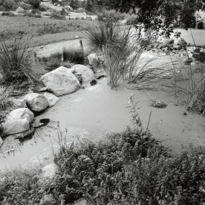 Pond, SBBG