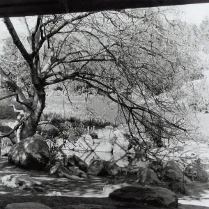 Pond (viewed from the Information Kiosk), SBBG
