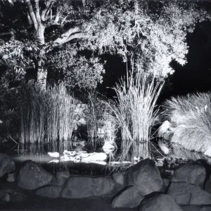 Botanic Garden Pond