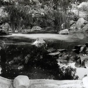 Botanic Garden Pond
