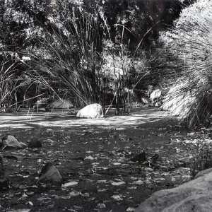 Botanic Garden Pond
