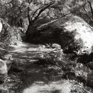 large boulder along the Pritchett Trail