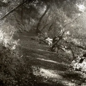 old wooden fence along the Pritchett Trail