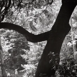 visitor in Redwood Section from above