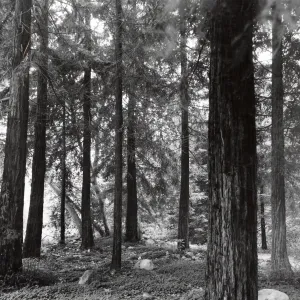 Redwood Section, Sequoia sempervirens (Coast Redwood)