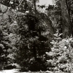 Redwood Section