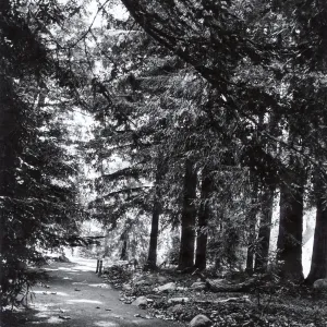 Redwood Section, Sequoia sempervirens
