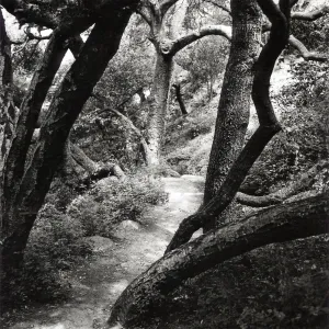 Trail to Indian Steps, SBBG