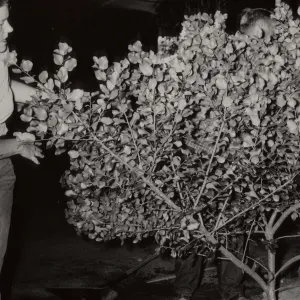 Flower Show at Earl Warren Show Grounds