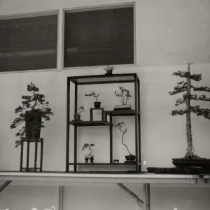 Bonsai Exhibit, 1979
