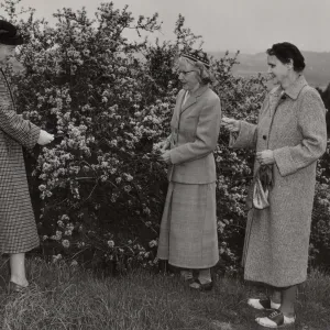 Long-time residents, Mrs. Donald Myrick, right, and her sister-in-law, Miss Cristina Myrick, left, are joined in admiration of Ceanothus megacarpus by a new resident from Sweden, Miss Ingeborg Longbers.