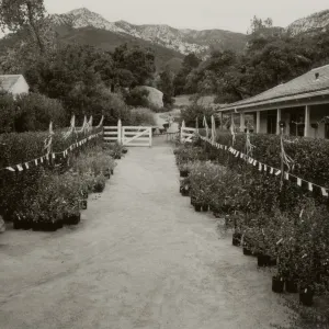 SBBG Courtyard set up for annual plant sale of native California plants 1982