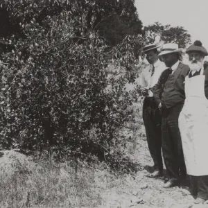 Dr. Franceschi with his original Feijoa sellowiana (pineapple guava) tree