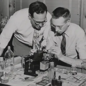 Richard Beeks and Dr M.F. Moseley use a microscope to cut Garrya wood