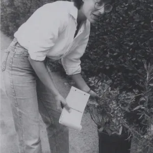Plant Propagator Carol Bornstein prepares for plant sale, October 1984