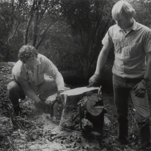 Groundsmen Randy Mudge and Jay Kendall sawing tree stump