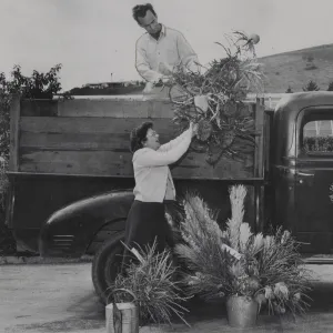 June Hopkins and Jack Keifer loading plants for Inglewood Flower Show