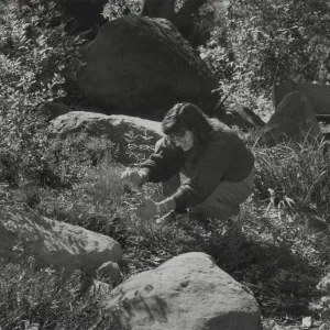 Carol Bornstein at work