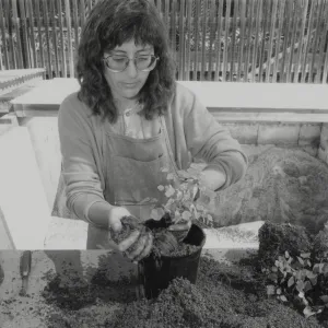 Carol Bornstein potting plants