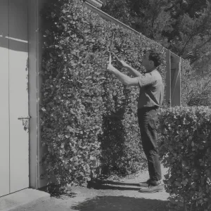 Paul Harvey pruning the Rhus