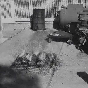 Manzanita seeds burn treatment for germination