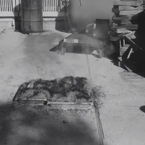 Manzanita seeds burn treatment for germination