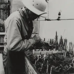 Dara Emery Horticulturalist Propagating Plants