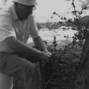 Bruce Van Dyke daubs tree-sealer into the new grafts