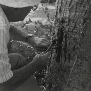 Bruce Van Dyke gouges slits in Live Oak bark to accommodate new sapling grafts