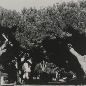 Italian Stone pines from Olive Street looking east