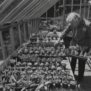Garden Grower prepares for the plant sale, Tove Herlow