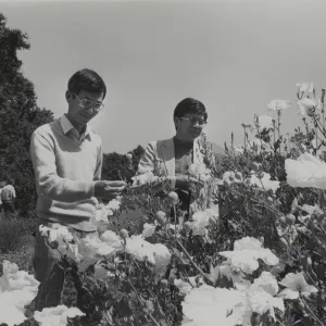 visitors at the Garden admire Matilija poppies