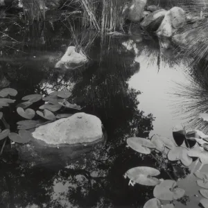 pond at SBBG, water garden