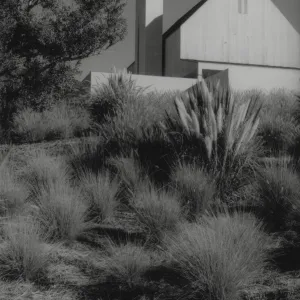Joan Radditz garden design