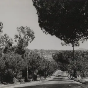 stone pines on Anapamu Street, Santa Barbara