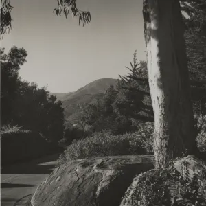 Eucalyptus tree planted on Santa Barbara roadside