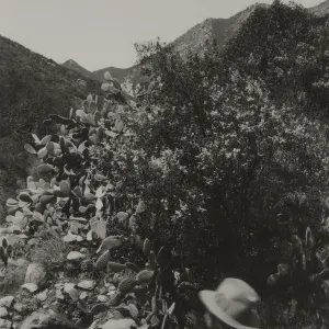 cactus growing on stream bank