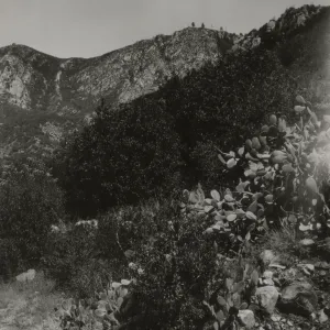 cactus growing along stream below La Cumbre Peak