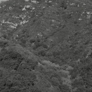 Mission Canyon chaparral