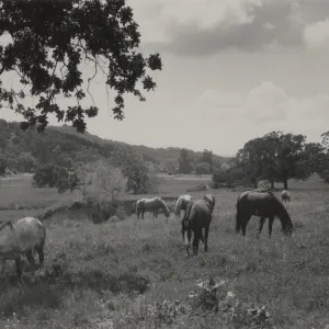 horses grazing in a pasture behind Midland School, Santa Ynez Valley