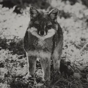 Santa Cruz Island Fox, Channel Island Fox, Urocyon littoralis, © Steve Junak