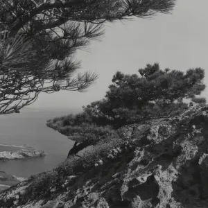 Torrey pines overlooking Beechers Bay, Santa Rosa Island, © William Dewey